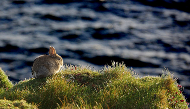 kineski horoskop godina zeca crne vode